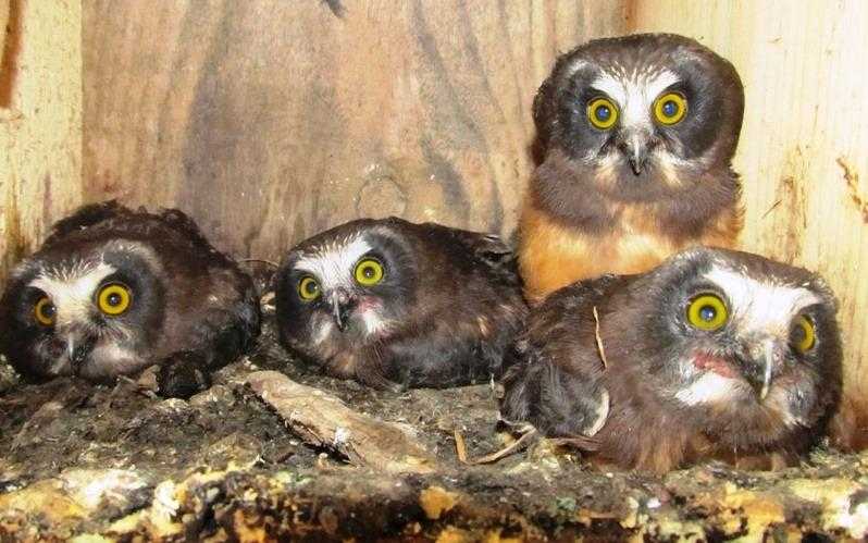owls1-transformed