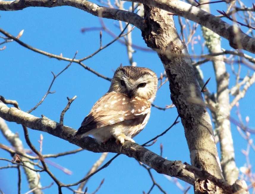 owls2-transformed