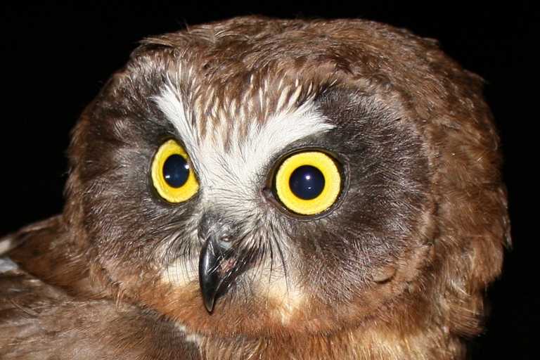 owls3-transformed